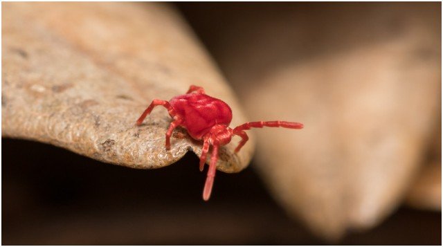 Why Do Clover Mites Even Show Up in the First Place?